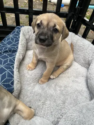 Kallie