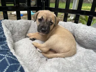 Kallie