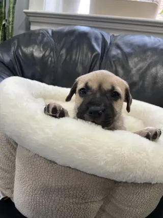 Kallie