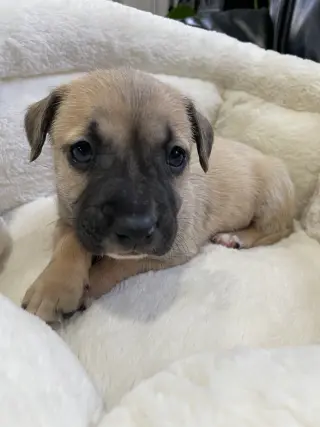 Kallie