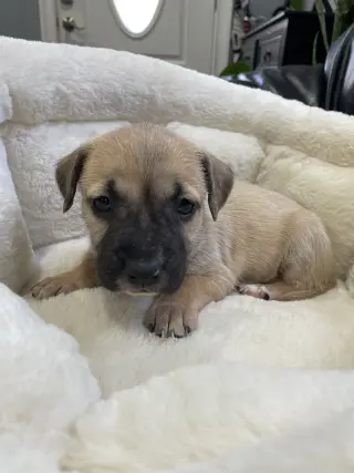 Kallie