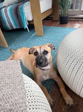 Kallie