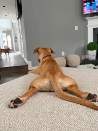 Kallie