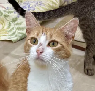 Peaches