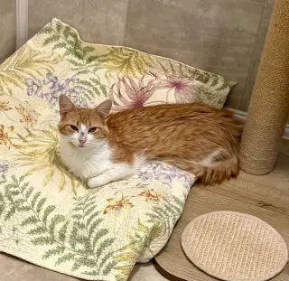Peaches