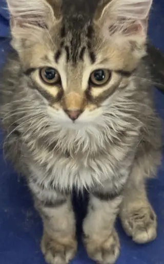 Bijou