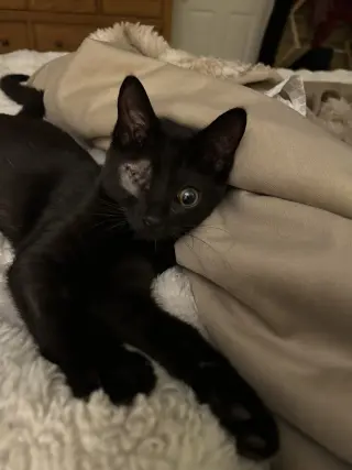 Everdell (one eyed kitten)