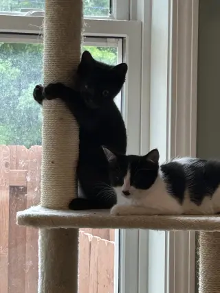 Everdell (one eyed kitten)