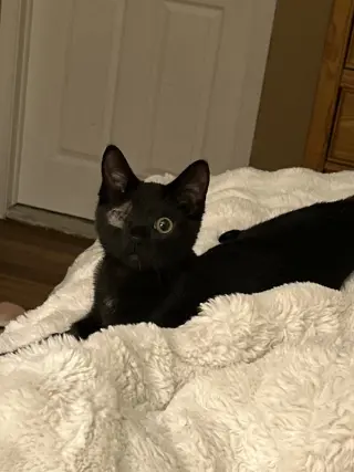 Everdell (one eyed kitten)