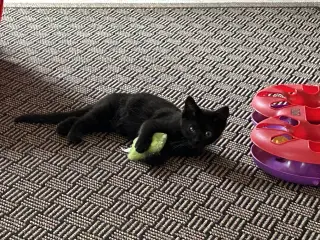 Everdell (one eyed kitten)