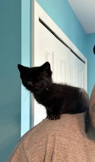 Everdell (one eyed kitten)