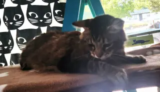 Penny