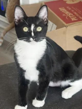 Whiskers