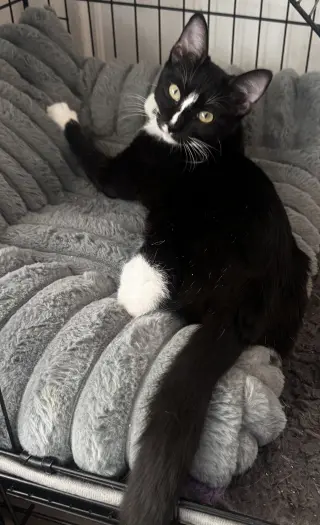 Whiskers
