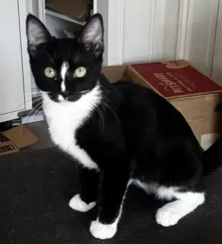 Whiskers