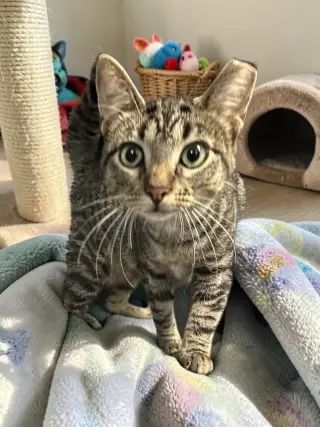 Peanut