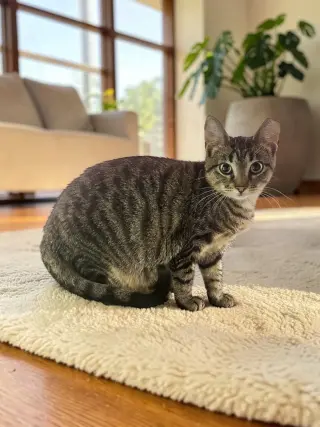 Peanut