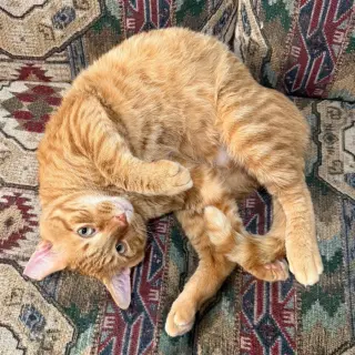 Cheddar #more-to-hug