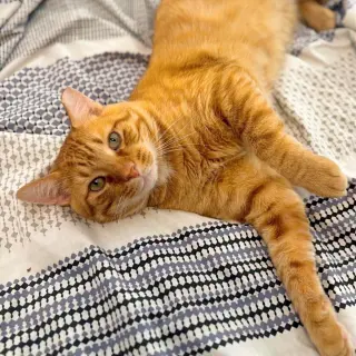 Cheddar #more-to-hug