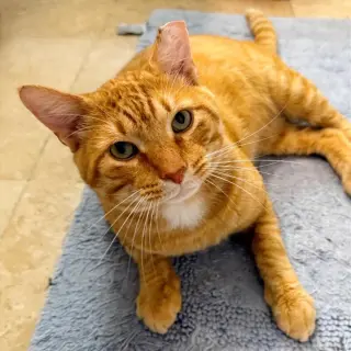 Cheddar #more-to-hug