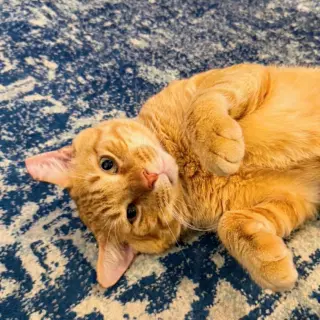 Cheddar #more-to-hug