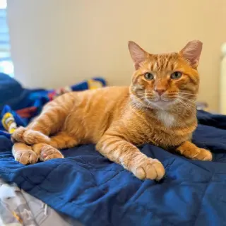 Cheddar #more-to-hug