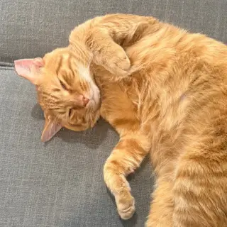 Cheddar #more-to-hug