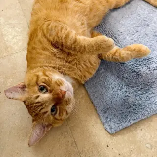 Cheddar #more-to-hug