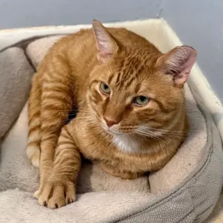 Cheddar #more-to-hug