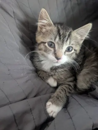 Flynn KITTEN RM
