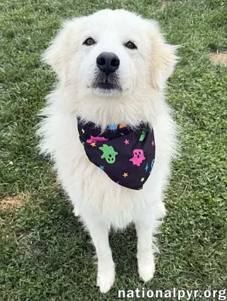 Aslan in OH - Lovey-Dovey Pocket Pyr!