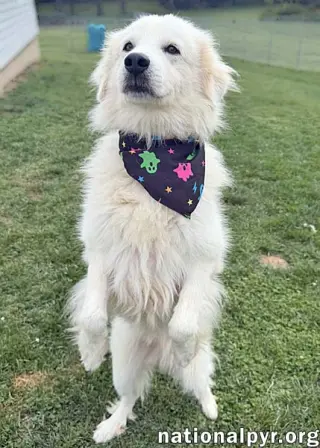Aslan in OH - Lovey-Dovey Pocket Pyr!