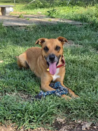 Loki: Not at the shelter (Tiffany)