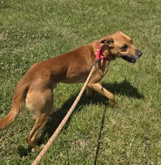 Loki: Not at the shelter (Tiffany)