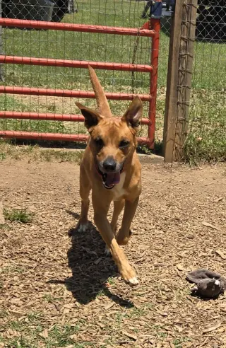 Loki: Not at the shelter (Tiffany)