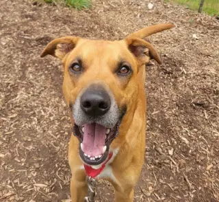 Loki: Not at the shelter (Tiffany)
