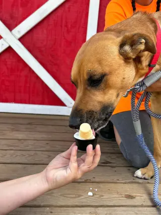 Loki: Not at the shelter (Tiffany)