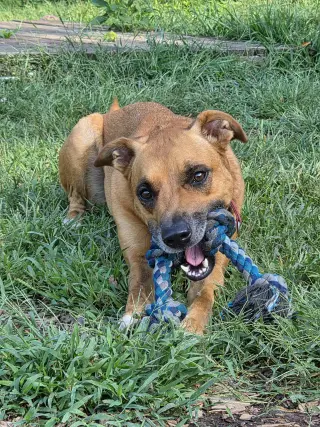Loki: Not at the shelter (Tiffany)