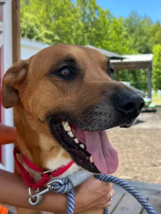 Loki: Not at the shelter (Tiffany)