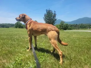 Loki: Not at the shelter (Tiffany)