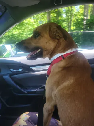 Loki: Not at the shelter (Tiffany)
