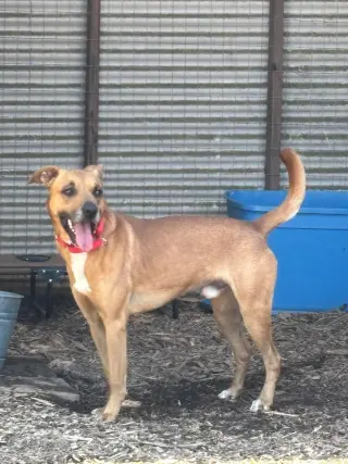 Loki: Not at the shelter (Tiffany)