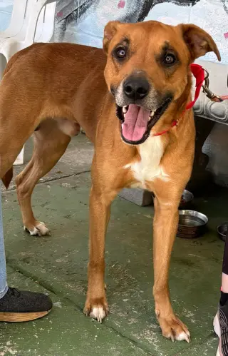Loki: Not at the shelter (Tiffany)