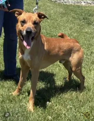 Loki: Not at the shelter (Tiffany)