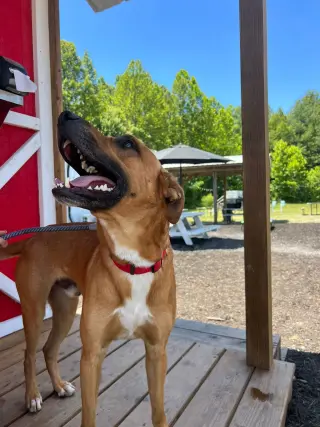Loki: Not at the shelter (Tiffany)