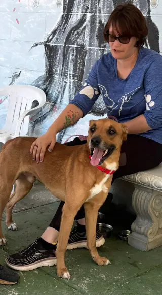 Loki: Not at the shelter (Tiffany)