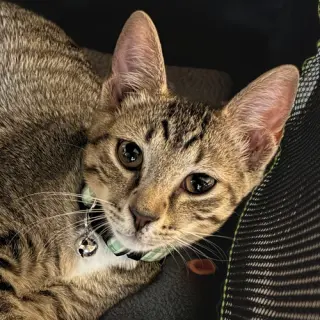 Griffin [and Artemis]