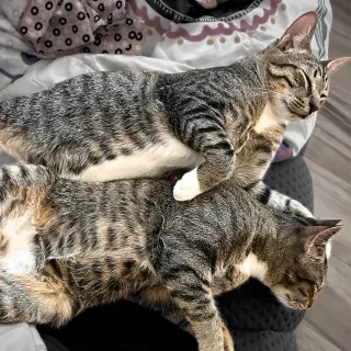 Artemis [and Griffin]