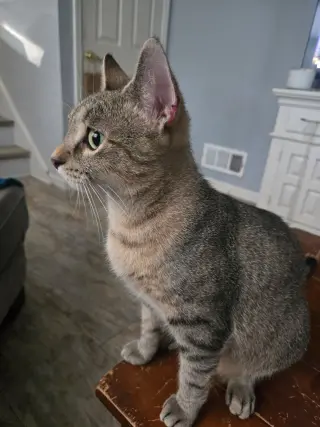 Nala-Joy