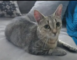 Nala-Joy